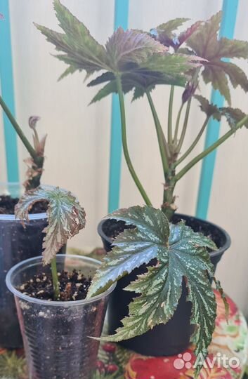 Бегония декоративно лиственная