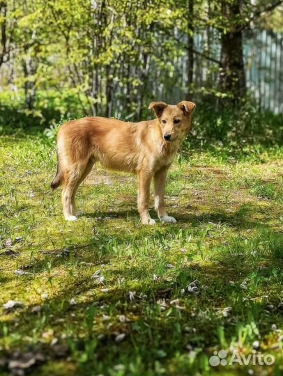 Щенок подросток