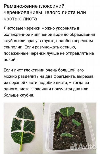 Глоксиния махровая лист на срез