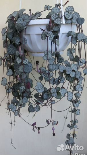 Церопегия вуда вариегатная