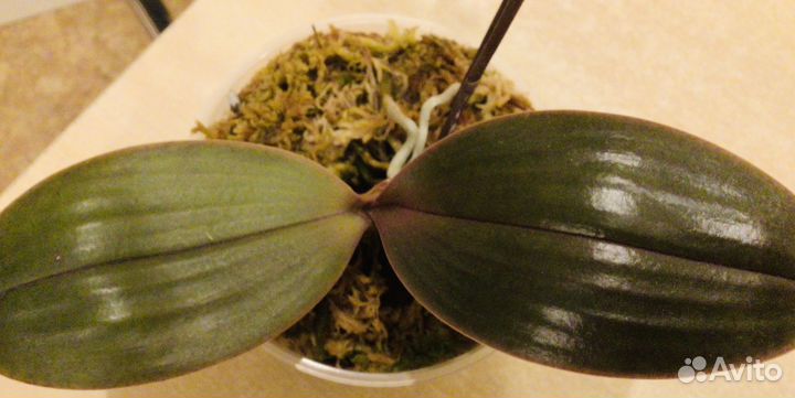 Орхидея фаленопсис Желтый шоколад KS Balm 