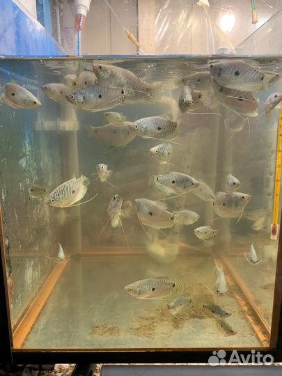 Аквариумные рыбки