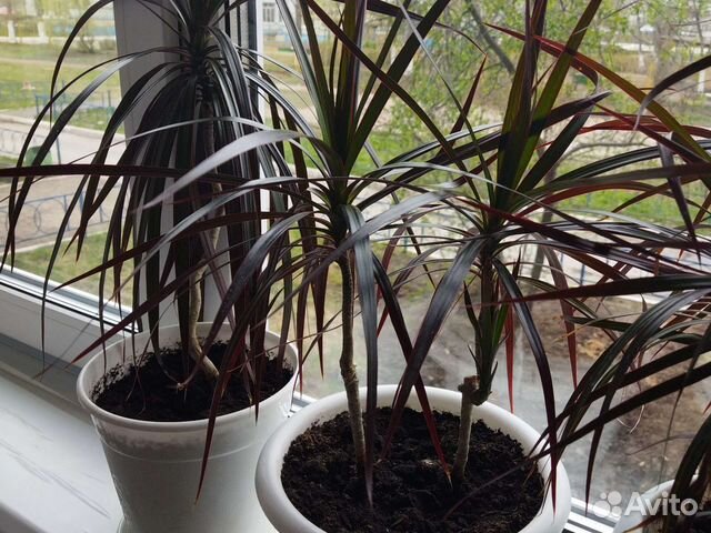 Пальма драцена