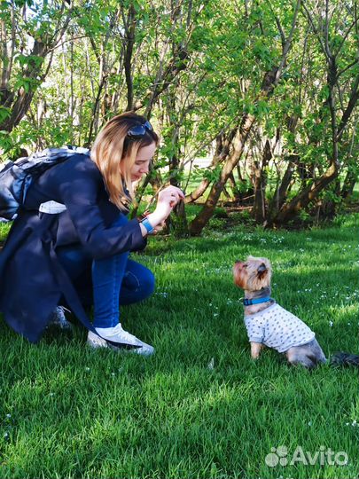 Передержка собак и кошек в домашних условиях