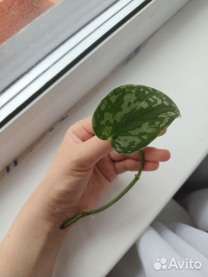 Сциндапсус пиктус экзотика