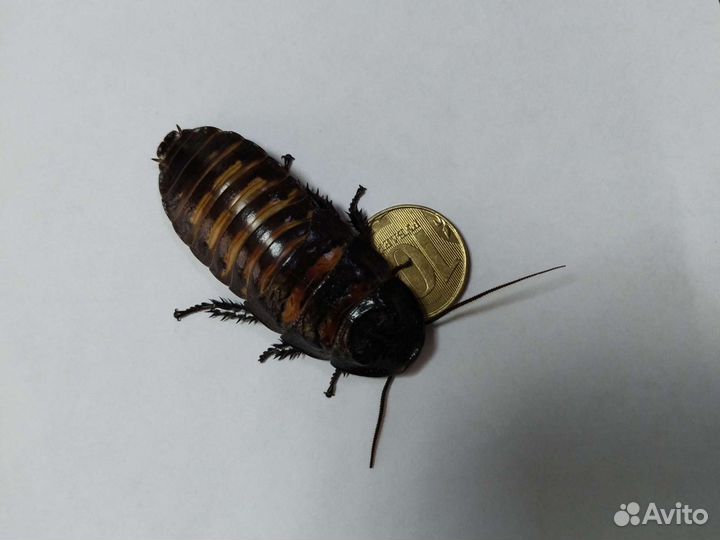 Кормовые насекомые для ёжика, варана, сов и т.д