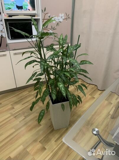 Аглаонема