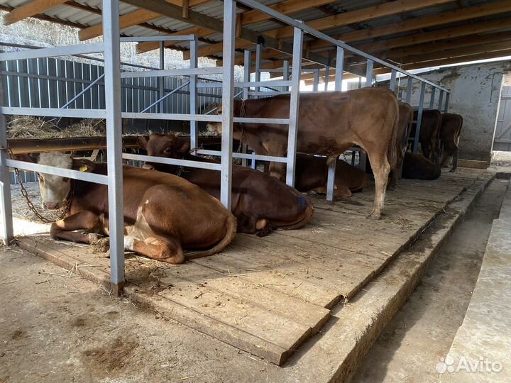 Бычки на откорм
