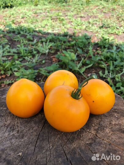 Семена редких томатов - Гномы