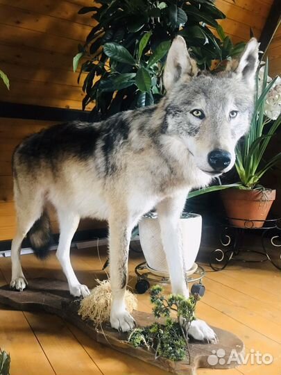 Животные чучело волка