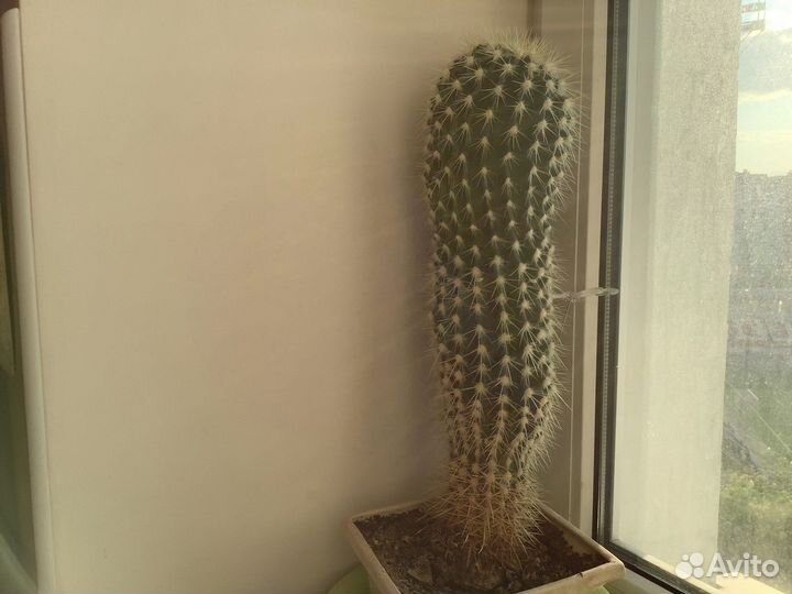 Домашние цветы