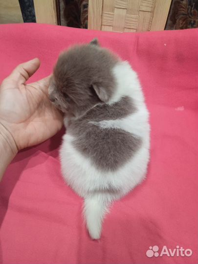 Померанский шпиц лиловый пати-колор