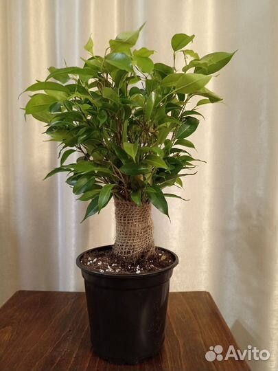 Фикус бенджамина наташа