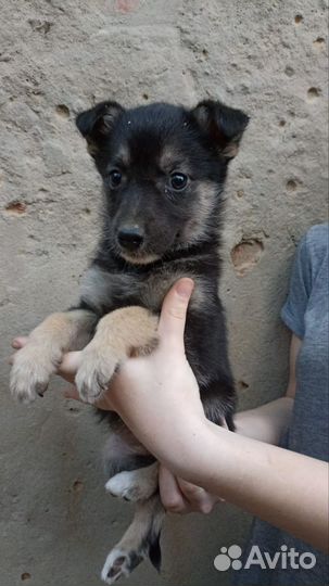 Щенки большой выбор