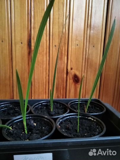 Финиковая пальма