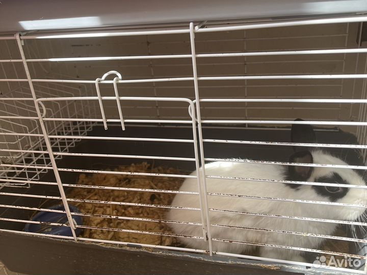 Карликовый кролик с клеткой