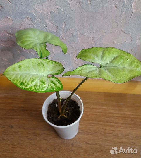 Сингониумы