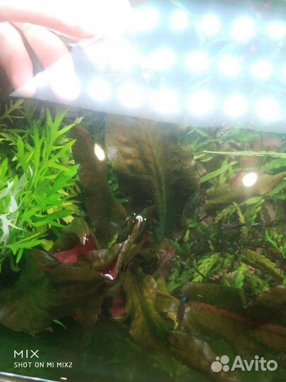 Аквариумная прополка