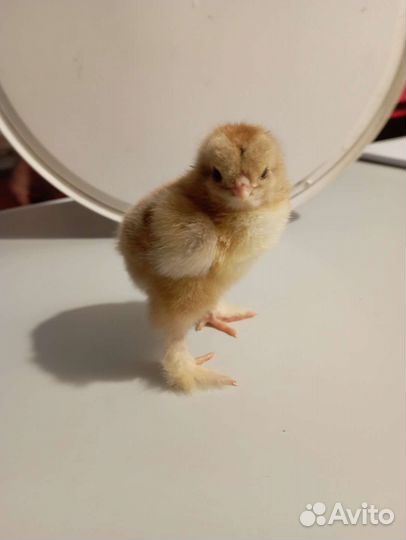 Цыплята брама