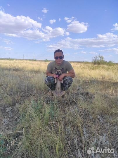 Дрессировка собак, кинолог