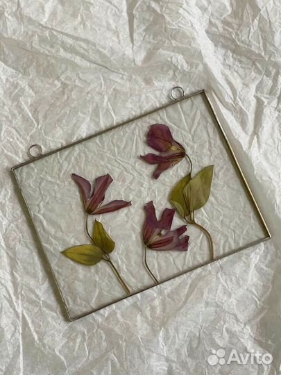 Рамка с гербарием