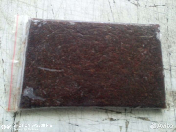 Мотыль мелкий свежемороженный за кг