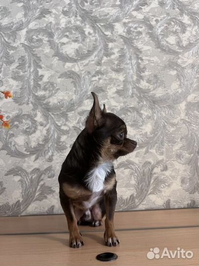 Вязка чихуахуа