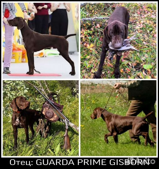 Щенки курцхаара