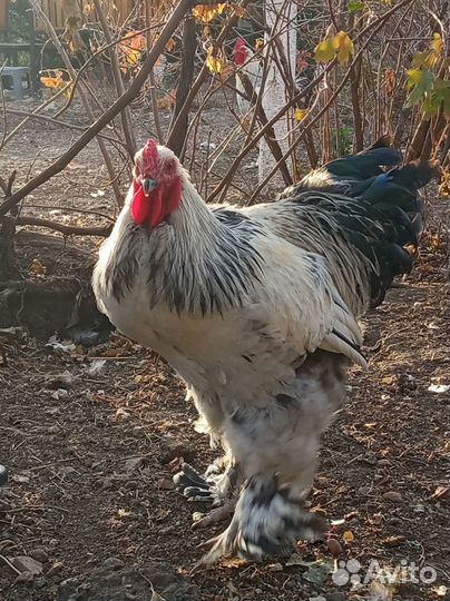 Петух брама