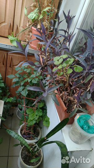 Комнатные растения