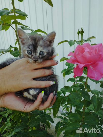 Отдам котят в самые добрые руки