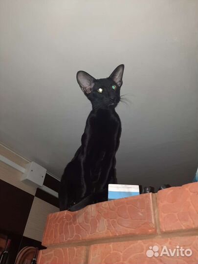 Ориентальная вязка