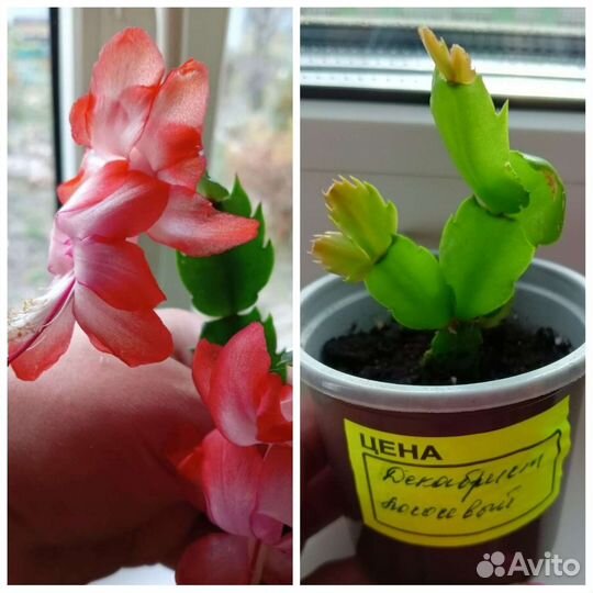 Декабрист/Рипсалидопсис