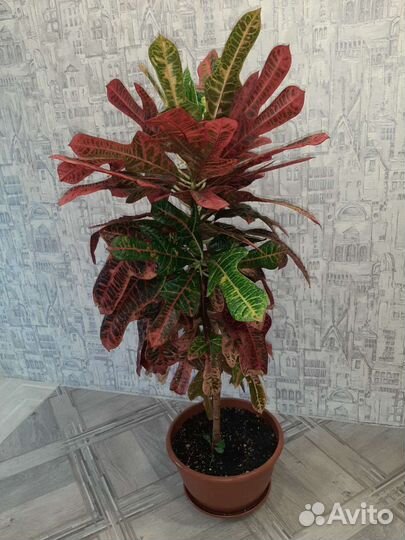 Цветок Кротон