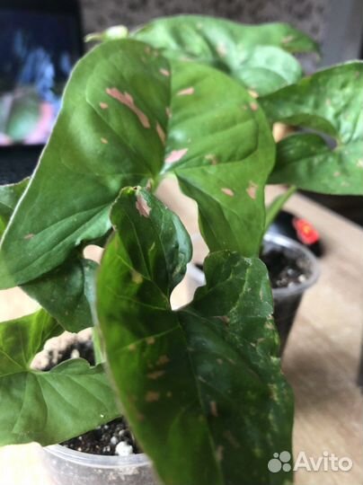 Сингониум Пинк Сплеш