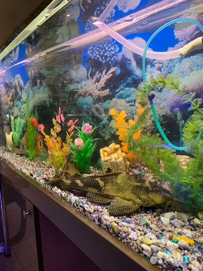 Аквариум 350 литров с тумбой