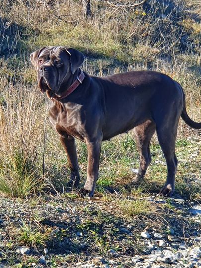 Щенки Кане-корсо