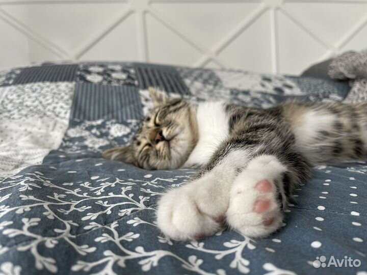 Котики бесплатно