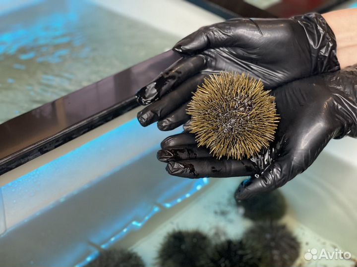 Морские ежи живые