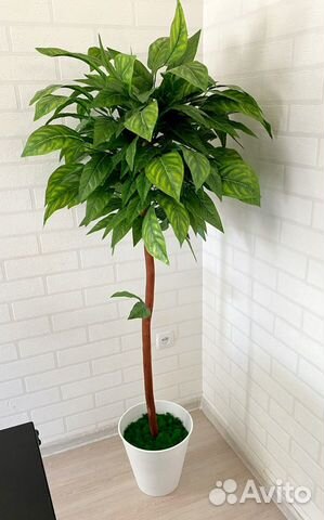 Дерево манго искусственное