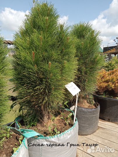Сосна чёрная саженцы