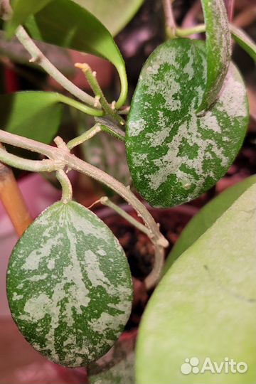 Хойя sp.Indonesia