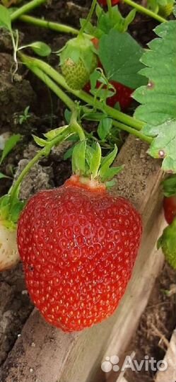 Клубника, рассада элитных сортов