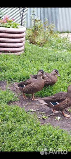 Утка подсадная