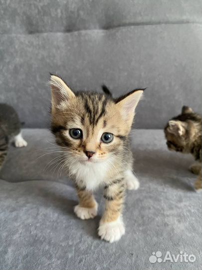 Котята