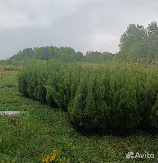 Хвойные ель туя сосна пихта можжевельник