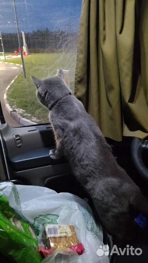 Британский кот вязка