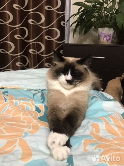 Вязка, кот, жених, невская маскарадная