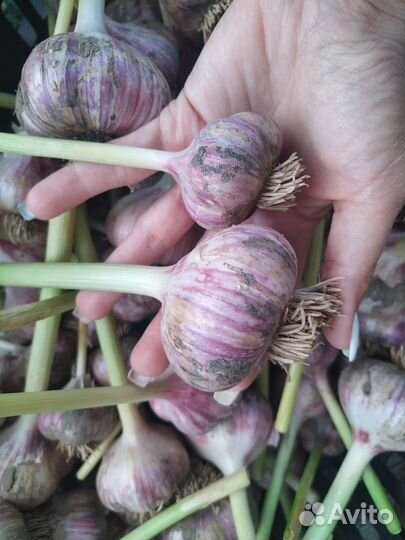 Чеснок зимний