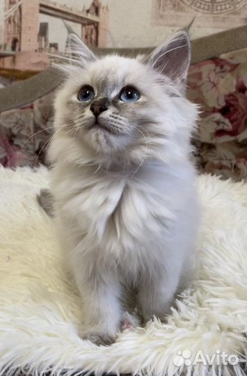 Невские маскарадные котята